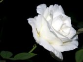 Rose blanche