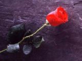 Roses rouges